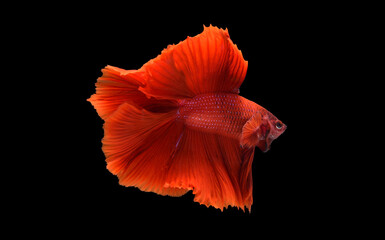 Wall Mural - Red color at swaying on black background ,Siamese fighting fish(Rosetail)(half moon),fighting fish,Betta splendens, clipping path