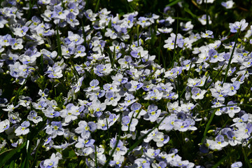 Wall Mural - flowering meadow. floral background. small blue flowers in the grass. veronica filiformis (latin ver