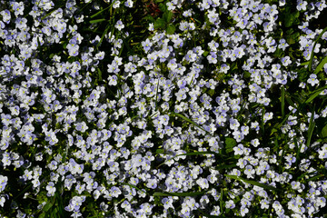 Wall Mural - flowering meadow. floral background. small blue flowers in the grass. veronica filiformis (latin ver