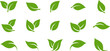 Leinwandbild Motiv Green leaf icons set. Leaves icon on transparent background. Collection green leaf. Elements design for natural, eco, vegan, bio labels. PNG image