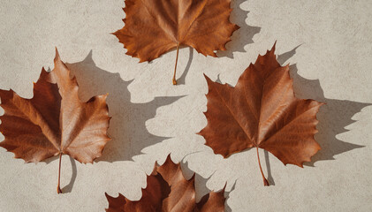 minimal style composition made of dried maple leaves on pastel sunlit background with shadow. autumn