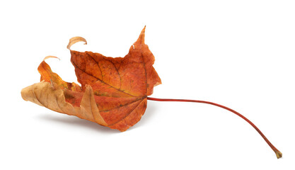 Poster - Autumn leaf isolated on white background with shadows, clipping path  for isolation without shadows on white