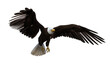 Bald Eagle taking off. 3d illustration isolated on transparent background.