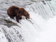 An Adult Brown Bear (Ursus Arctos) Fishing For Salmon At Brooks Falls, Katmai National Park And Preserve