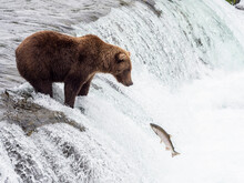 An Adult Brown Bear (Ursus Arctos) Fishing For Salmon At Brooks Falls, Katmai National Park And Preserve