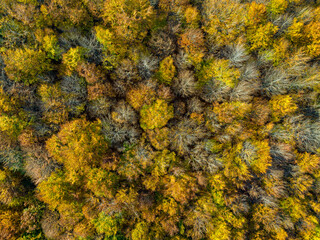 Wall Mural - Autumn Aerial View. Top Down View of Autumn Forest with Green and Yellow Trees. 