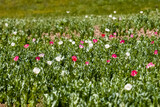 Fototapeta Tulipany - Opium poppy flowers fields near Faizabad city in Afghanistan