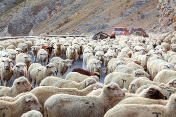 shepherd drives a flock of sheep in the caucasus mountains.