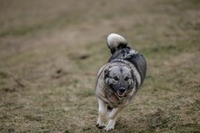 Closeup Of A Grey Elkhound Running On The Yellow Grass Blurred Background