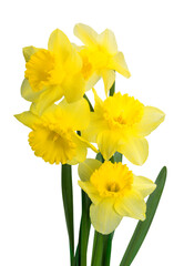 Wall Mural - Yellow Daffodil flowers  isolated on White Background