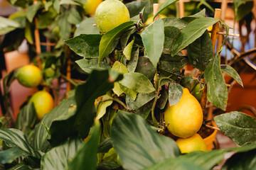 Wall Mural - Close up on ripening yellow lemons on an ornamental potted citrus tree