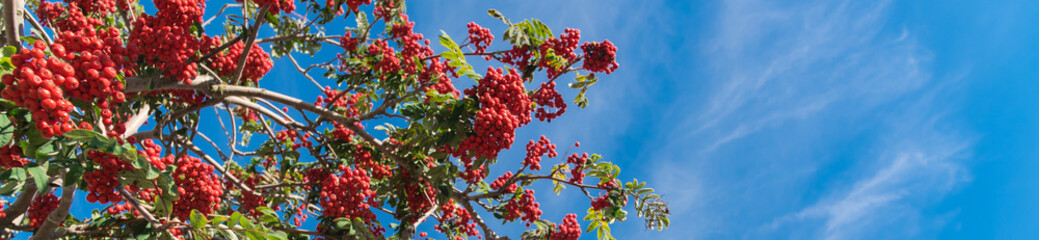 Panorama view bountiful Rowan tree or mountain ash with load of red berries and green leaves under sunny cloud blue sky in Anchorage, Alaska