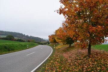 Canvas Print - kurvige Strasse durch das Elztal in der Eifel, Herbst