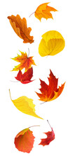 Colorful Autumn Tree Leaves Falling, Vertical, Cut Out