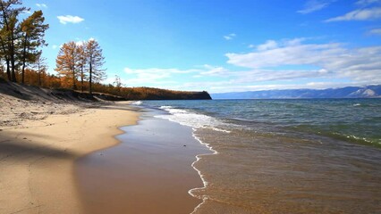 Wall Mural - baikal lake on sunny autumn day. sandy beach of small sea and yellowed larch forest on the shore of 