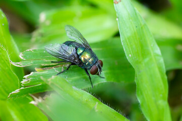 fly on leaf