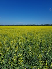 Wall Mural - Yellow flowers against the blue sky