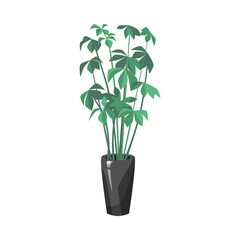 Wall Mural - Schefflera in vase flat vector illustration. Indoor houseplant in pot, umbrella plant in flowerpot isolated on white background. Nature, urban jungle concept