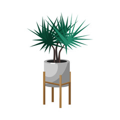 Wall Mural - Dracaena in pot for home or office flat vector illustration. Indoor houseplant, flower in planter isolated on white background. Nature, urban jungle concept