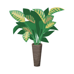 Wall Mural - Diffenbachia in flowerpot flat vector illustration. Indoor houseplant for home or office, flower with big green and yellow leaves in vase isolated on white background. Nature, urban jungle concept