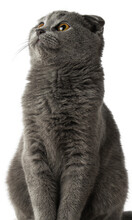 Gray Scottish Fold Cat On A Transparent Background