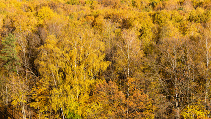 Wall Mural - above view of yellow trees in autumn forest on sunny day