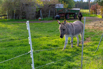 Grey donkey in a small pasture