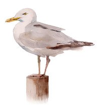Seagull Standing On Wooden Post Isolated 