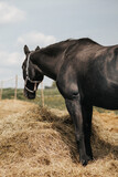 Fototapeta Zwierzęta - Koń je siano