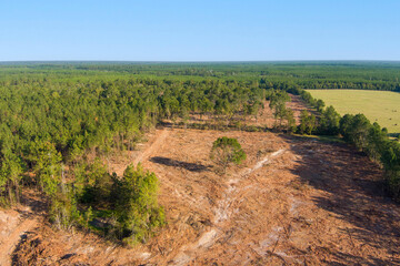 Wall Mural - Aerial view of forest after deforestation for agriculture or fire prevention