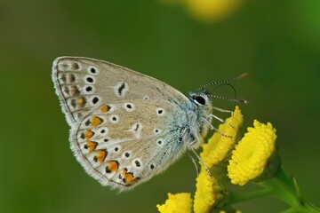 Sticker - Closeup shot of a common European Icarus blue butterfly on the yellow flowers