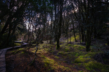 Canvas Print - Enchanted Walk Cradle Mountain in Tasmania Australia