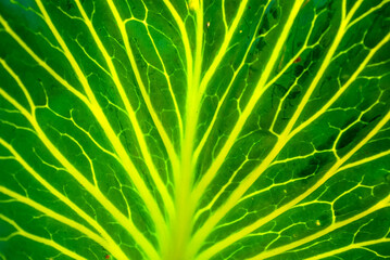 Wall Mural - Green leaf of cabbage close-up. Illuminated leaf veins