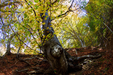 Poster - Autumn colors