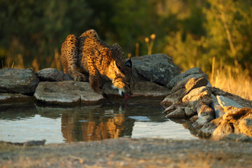 Sticker - The Iberian lynx (Lynx pardinus), a young lynx drinks from a watering hole. A young lynx in the last rays of the sun by the water.