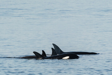 Wall Mural - Bigg's Killer Whale family, The T36Bs, in Puget Sound