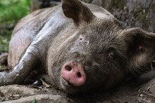 Detailed View Of The Pink Nose Of A Sus Scrofa Domesticus, Pregnant Sow Lying On The Ground, With Her Face Full Of Mud. Very Hairy Pig Lying Down Looking Towards The Camera In Close-up.