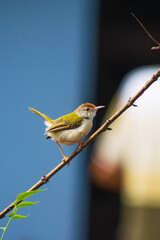 Wall Mural - bird on a branch