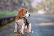 An adorable beagle dog is sitting on the empty road.