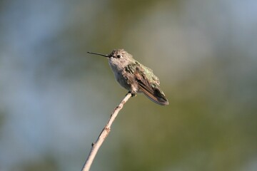 Poster - Vertical closeup of a Humminbird perched on a thin branch on a blurry background