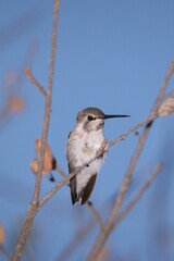 Poster - Vertical shot of a hummingbird perched on a branch on a blue background