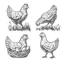 Chicken With Eggs Vintage Illustration Vector Set.