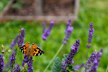 Sticker - Close-up view of a painted lady butterfly on the English lavenders in a meadow