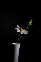 Wall Mural - close-up white daisy flower isolated on black background