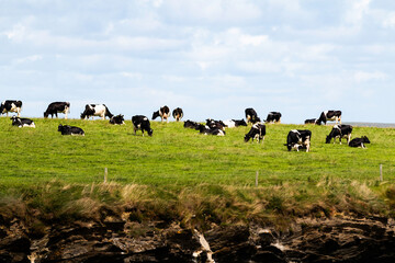 Kerrygold cows on ireland fields