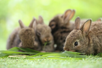 Cute little rabbit on green grass with natural bokeh as background during spring. Young adorable bunny playing in garden. Lovrely pet at park