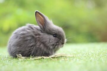 Wall Mural - Cute little rabbit on green grass with natural bokeh as background during spring. Young adorable bunny playing in garden. Lovrely pet at park