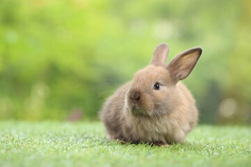 Cute little rabbit on green grass with natural bokeh as background during spring. Young adorable bunny playing in garden. Lovrely pet at park