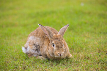 Young brown rabbit in green field in spring. Lovely bunny has fun in fresh garden. Adorable rabbit plays and is relax in nature green grass.