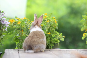 Cute little rabbit on green grass with natural bokeh as background during spring. Young adorable bunny playing in garden. Lovrely pet at park